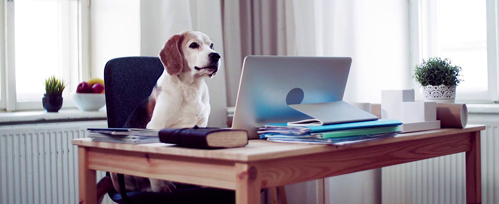 Stage en télétravail